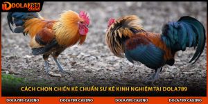 Cách Chọn Chiến Kê Chuẩn Sư Kê Kinh Nghiệm Tại Dola789