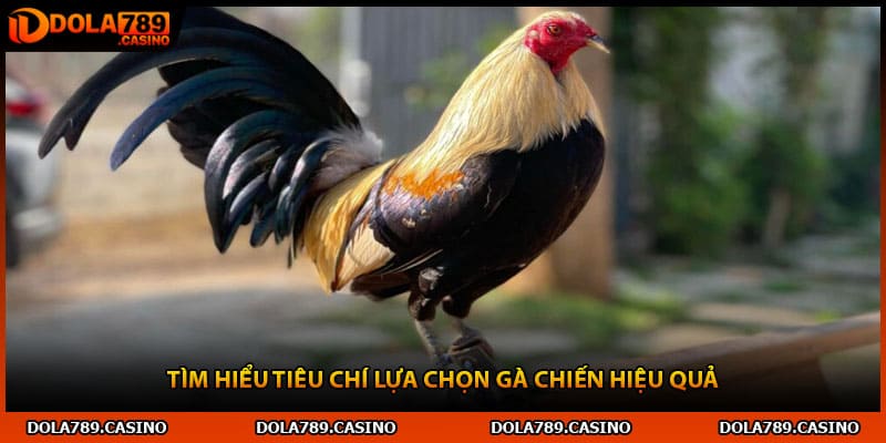 Tìm hiểu tiêu chí lựa chọn gà chiến hiệu quả