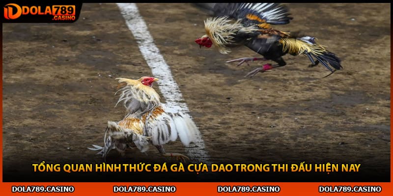 Tổng quan hình thức đá gà cựa dao trong thi đấu hiện nay
